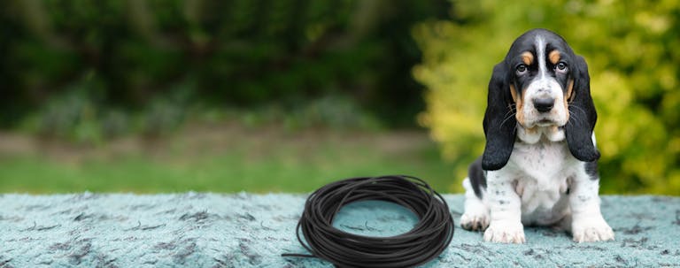 How to Train a Puppy to Not Chew on Electrical Wires